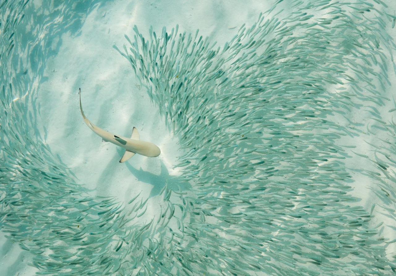 فندق Sun Siyam Iru Fushi With Free Transfer Iru Fushi Island المظهر الخارجي الصورة